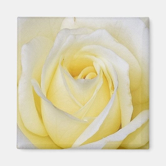 Aimant rose jaune (Devant)