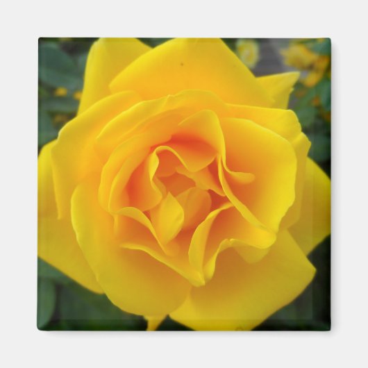 Aimant Rose jaune (Devant)