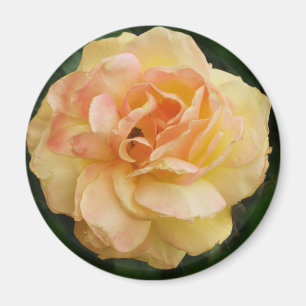Aimant Rose jaune