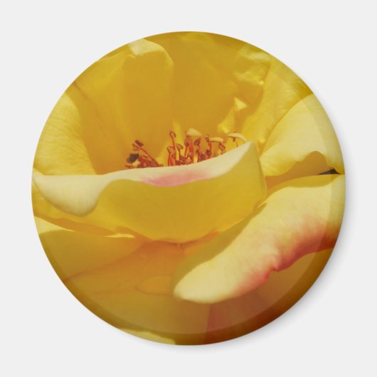 Aimant rose jaune (Devant)