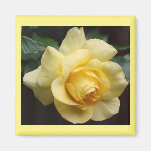 Aimant rose jaune (Devant)