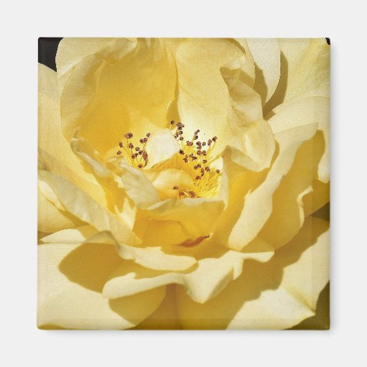 Aimant rose jaune (Devant)