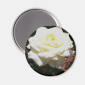 Aimant Rose jaune pâle (Recto/Verso)