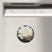 Aimant Rose jaune pâle (In Situ (Lave-vaisselle))