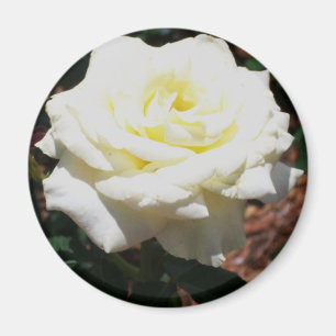 Aimant Rose jaune pâle