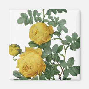 Aimant rose jaune vintage