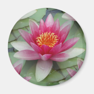 Aimant Rose Lotus Water Lily