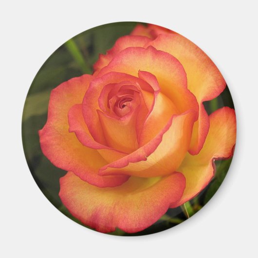 Aimant Rose orange (Devant)
