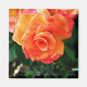 Aimant Rose orange
