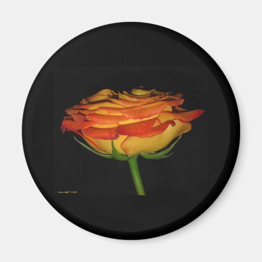 Aimant rose orange et jaune (Devant)