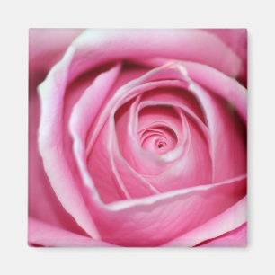 Aimant Rose parfait de rose