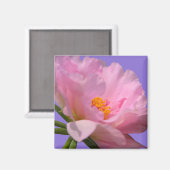 Aimant rose Peony (Recto/Verso)