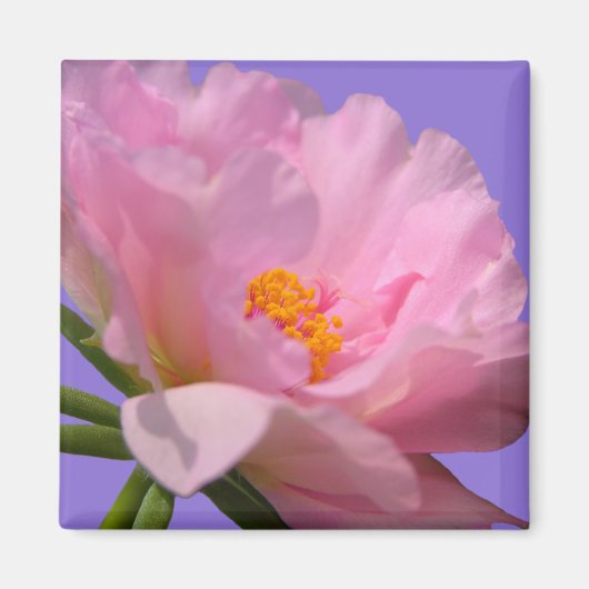 Aimant rose Peony (Devant)