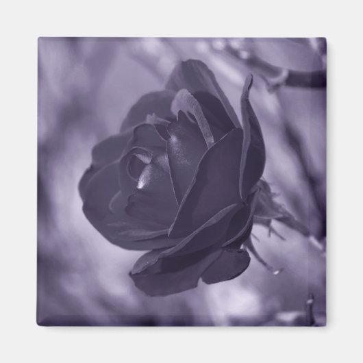 Aimant Rose Pourpre (Devant)