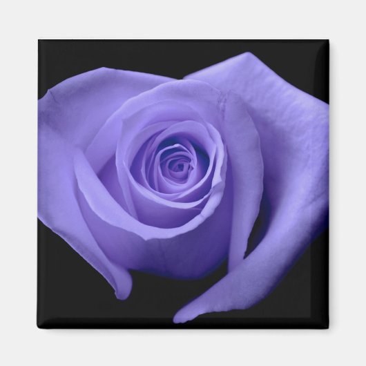 Aimant Rose pourpre (Devant)