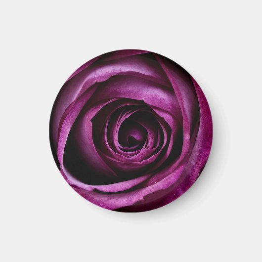 Aimant Rose Pourpre Foncé En Gros Plan (Devant)
