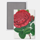 Aimant Rose Print Rochester Lithographing and Printing Co (Recto/Verso)