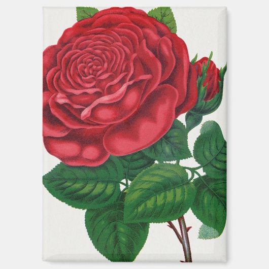 Aimant Rose Print Rochester Lithographing and Printing Co (Recto)