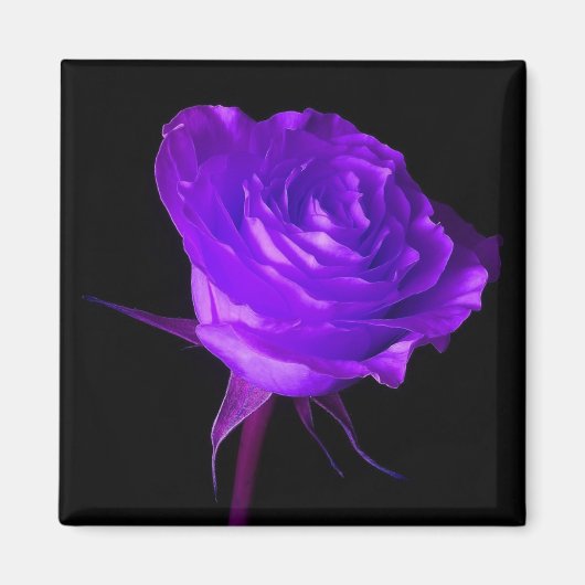 Aimant rose "Purple Glow" (Devant)