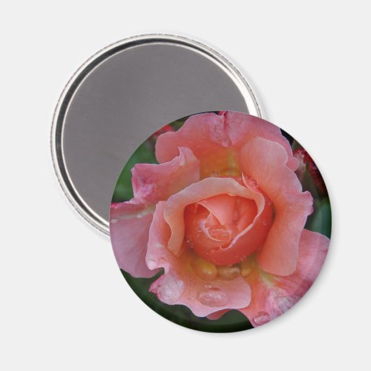 Aimant - Rose rose (Recto/Verso)