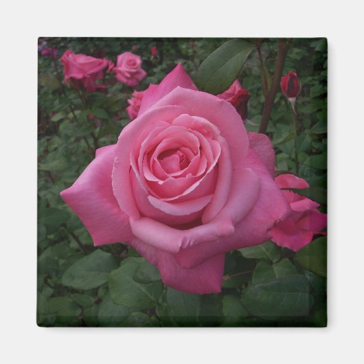 Aimant Rose Rose (Devant)