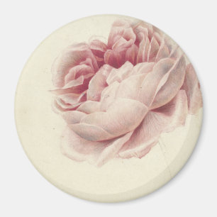 Aimant Rose Rose (1792) – Éternel Art Botanique Vintage