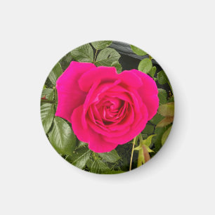 Aimant Rose rose #4