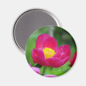 Aimant Rose rose chaud (Recto/Verso)