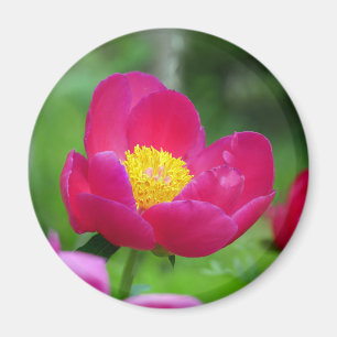 Aimant Rose rose chaud
