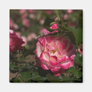 Aimant Rose rose et blanc