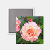 Aimant Rose rose fleurs dans le jardin carte postale (Recto/Verso)