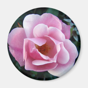 Aimant Rose rose rose