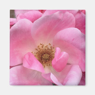 Aimant Rose rose rose