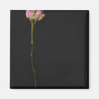 Aimant Rose rose rose 3