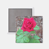 Aimant Rose rouge (Recto/Verso)