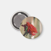 Aimant Rose rouge (Recto/Verso)