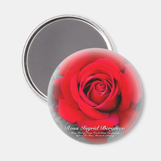 Aimant Rose rouge (Recto/Verso)