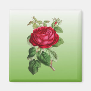 Aimant Rose rouge avec couleur de dégradé