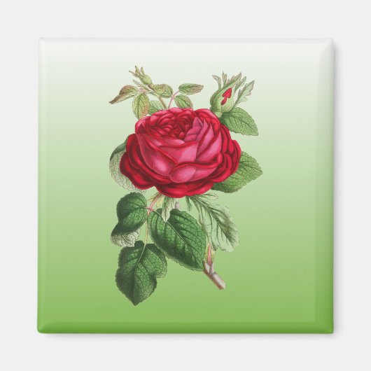 Aimant Rose rouge avec couleur de dégradé (Devant)