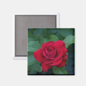 Aimant Rose Rouge de Près (Recto/Verso)