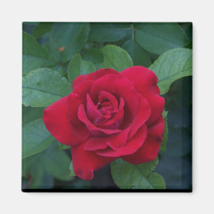 Aimant Rose Rouge de Près