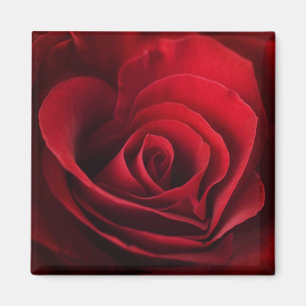 Aimant Rose rouge de Valentine