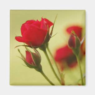 Aimant Rose rouge délicate