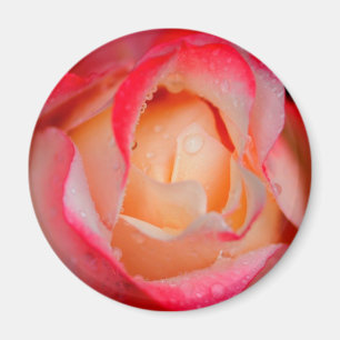 Aimant Rose rouge et blanc d'aimant -