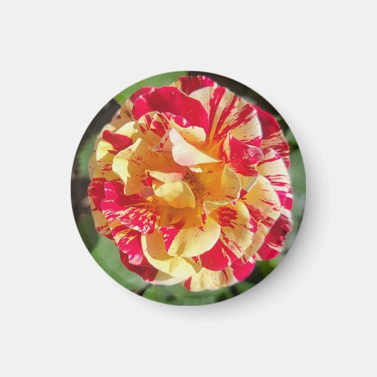 Aimant Rose rouge et jaune variable (Devant)