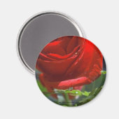 Aimant Rose rouge magnétique avec étoile d'eau (Recto/Verso)