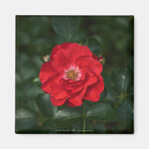 Aimant Rose rouge P6568
