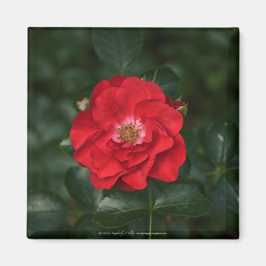 Aimant Rose rouge P6568 (Devant)