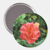 Aimant Rose rouge pâle... (Recto/Verso)