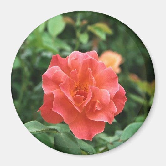Aimant Rose rouge pâle... (Devant)